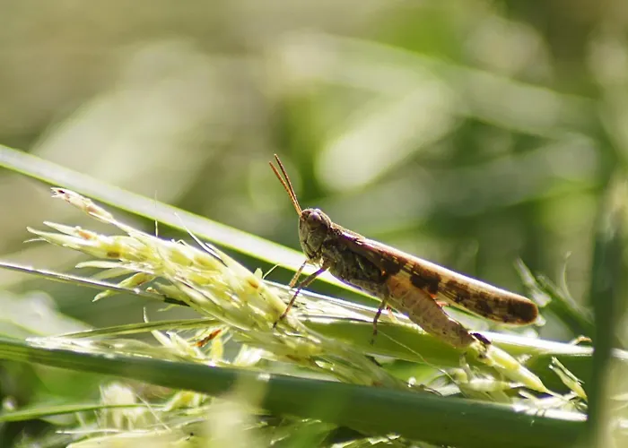 Bed and breakfast La 4*