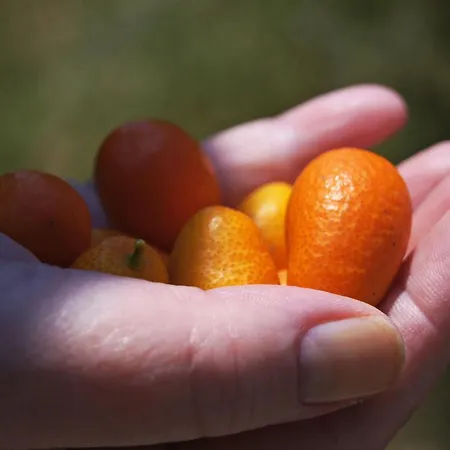 La Джардини-Наксос