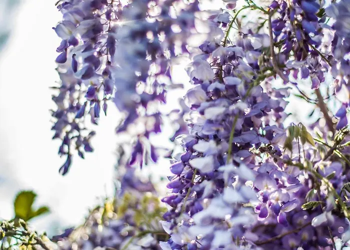 住宿加早餐酒店 La 贾迪尼-纳克索斯