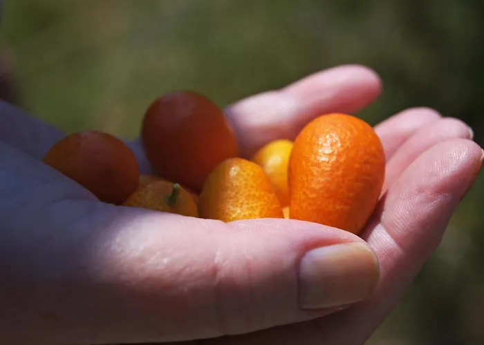 La 贾迪尼-纳克索斯